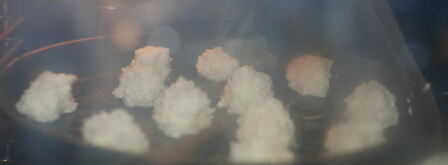 кокосовые пирожные. Шаг 8