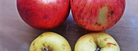 штрудель с яблоками и голубикой. Шаг 8