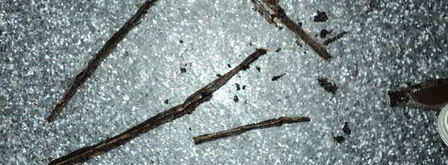 профитроли с ванильным заварным кремом. Шаг 6