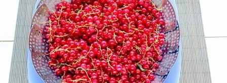 джем из красной смородины. Шаг 6