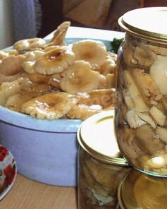 Грибы сыроежки на зиму