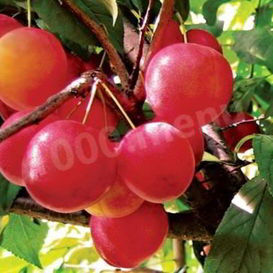 Рецепт алычового компота из алычи на зиму