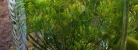 маринованные огурцы хрустящие на зиму. Шаг 7