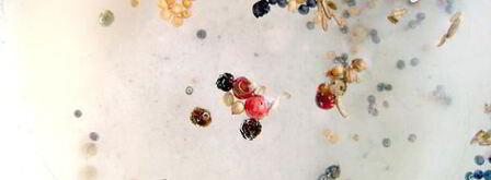 маринованные шампиньоны на закуску. Шаг 3