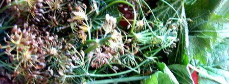 малосольные помидоры суточные. Шаг 3