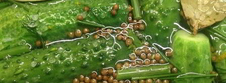 огурцы малосольные летние на удачу. Шаг 3