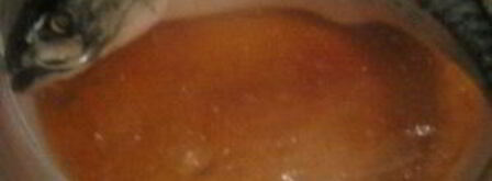 скумбрия домашняя малосольная. Шаг 3