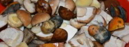 соленые белые грибы. Шаг 3