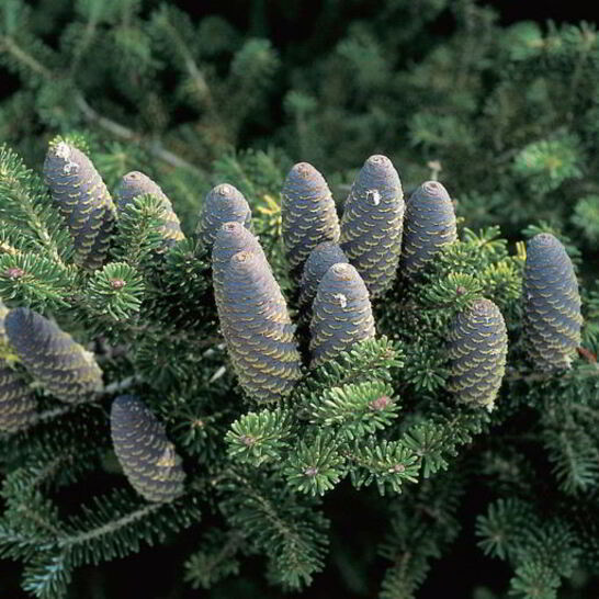 Рецепт варенья из ели