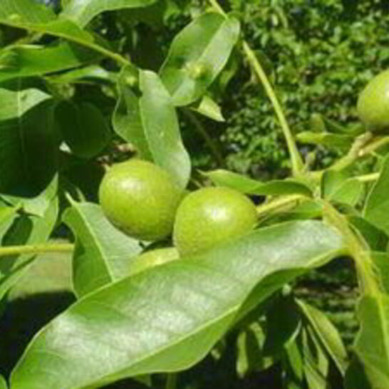 Рецепт варенья из зеленых грецких орехов