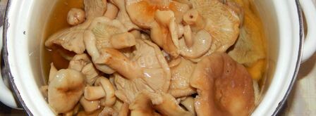 волнушки соленые на зиму. Шаг 4