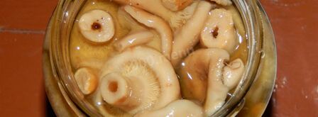 волнушки соленые на зиму. Шаг 8