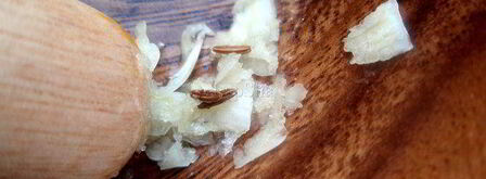 эссекская икра. Шаг 4