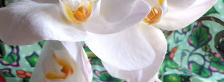 канапе из баклажанов. Шаг 20