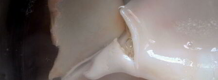 творожно-кальмарная паста для канапе. Шаг 3