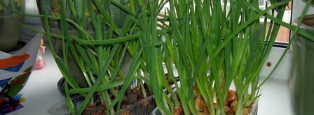 омлет с беконом для викингов и их сильных. Шаг 3