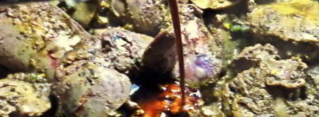 печеночный паштет яичный. Шаг 7