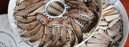 сушка грибов в сушилке. Шаг 8