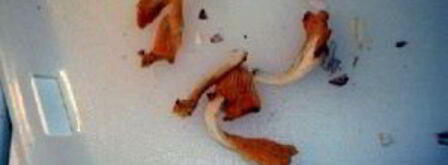 сэндвич с грибами. Шаг 7