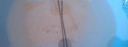 сильно рыбное заливное. Шаг 7