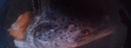 сильно рыбное заливное. Шаг 11