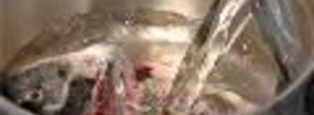 заливное из сибаса c красной икрой. Шаг 3