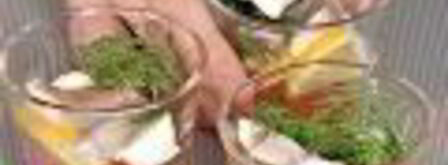 заливное из сибаса c красной икрой. Шаг 6